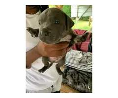 6 Blue nose pitbull puppies available - 5