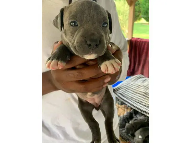 6 Blue nose pitbull puppies available - 6/8