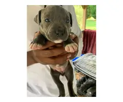 6 Blue nose pitbull puppies available - 6