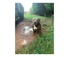 6 Blue nose pitbull puppies available - 7