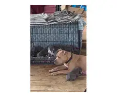 6 Blue nose pitbull puppies available - 8