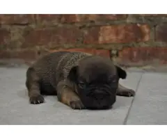 5 Frenchie puppies for sale - 4