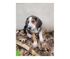Family raised Beagles - 2