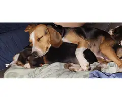Family raised Beagles - 5
