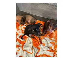 Selling 3 Chiweenie puppies