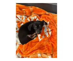 Selling 3 Chiweenie puppies - 2