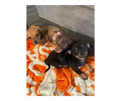 Selling 3 Chiweenie puppies - 3