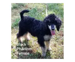 3 Standard Poodle Puppies for Sale