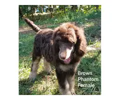 3 Standard Poodle Puppies for Sale - 4