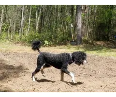 3 Standard Poodle Puppies for Sale - 6