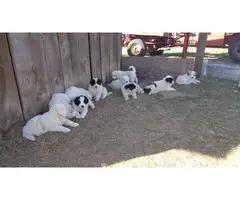 10 Great Pyrenees puppies available - 2