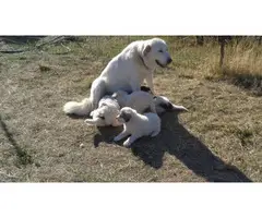 10 Great Pyrenees puppies available - 4