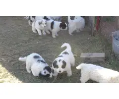 10 Great Pyrenees puppies available - 5