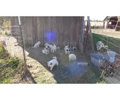 10 Great Pyrenees puppies available - 6