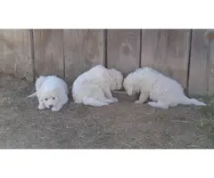 10 Great Pyrenees puppies available - 9