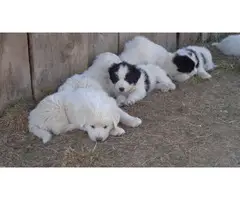 10 Great Pyrenees puppies available - 10