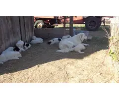 10 Great Pyrenees puppies available - 12