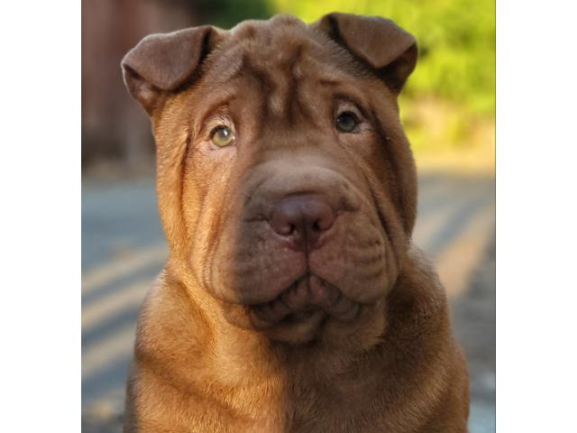 bear coat shar pei puppy for sale near me