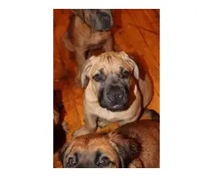 Pure breed Boerboel Puppies for sale