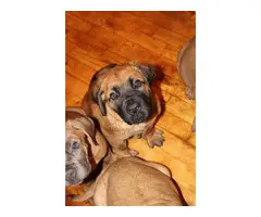 Pure breed Boerboel Puppies for sale