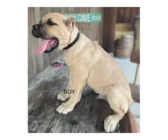 Registered Cane Corso Puppies for Sale
