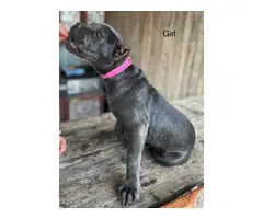 Registered Cane Corso Puppies for Sale - 2
