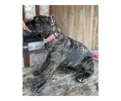 Registered Cane Corso Puppies for Sale - 4