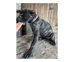 Registered Cane Corso Puppies for Sale - 5