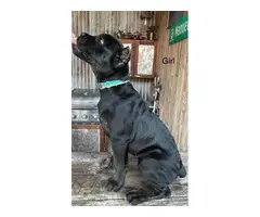 Registered Cane Corso Puppies for Sale - 6