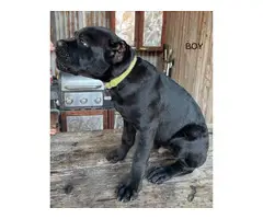 Registered Cane Corso Puppies for Sale - 7