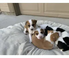 5 Rat Terrier puppies for adoption