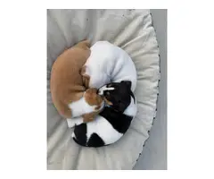 5 Rat Terrier puppies for adoption - 2
