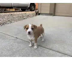 5 Rat Terrier puppies for adoption - 3