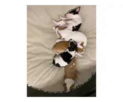 5 Rat Terrier puppies for adoption - 4