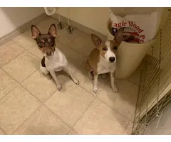 5 Rat Terrier puppies for adoption - 5