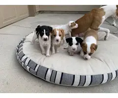 5 Rat Terrier puppies for adoption - 6