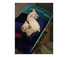 Boxer puppies ready for new home - 2