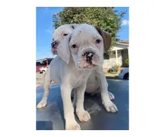 Boxer puppies ready for new home - 4