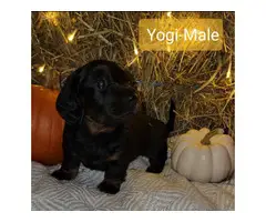 Long haired Black and Tan Doxie puppies