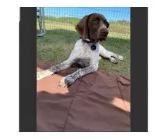 5 month old German shorthaired Pointer female