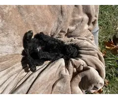 Poodle (Standard) puppies - 5