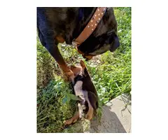 3 Rottweiler puppies for sale - 2