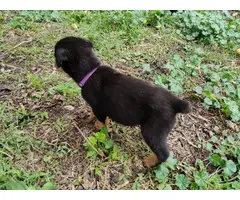 3 Rottweiler puppies for sale - 3