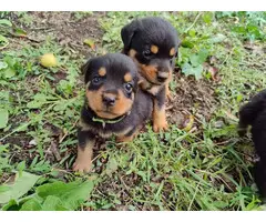 3 Rottweiler puppies for sale - 6