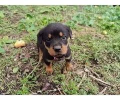 3 Rottweiler puppies for sale - 7