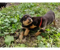 3 Rottweiler puppies for sale - 8