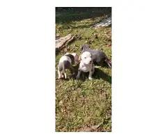 Rehoming blue pitbull puppies - 4