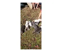 Rehoming blue pitbull puppies - 5