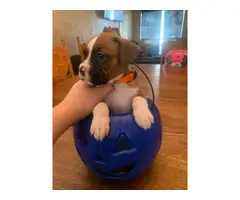 Boxer puppies for sale - 1