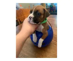 Boxer puppies for sale - 4